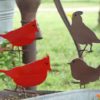 Cute Little Birds