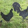 Rooster and Chickens